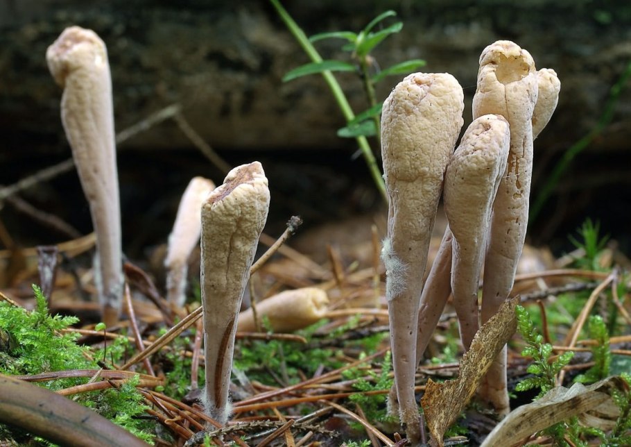 Рогатик язычковый гриб