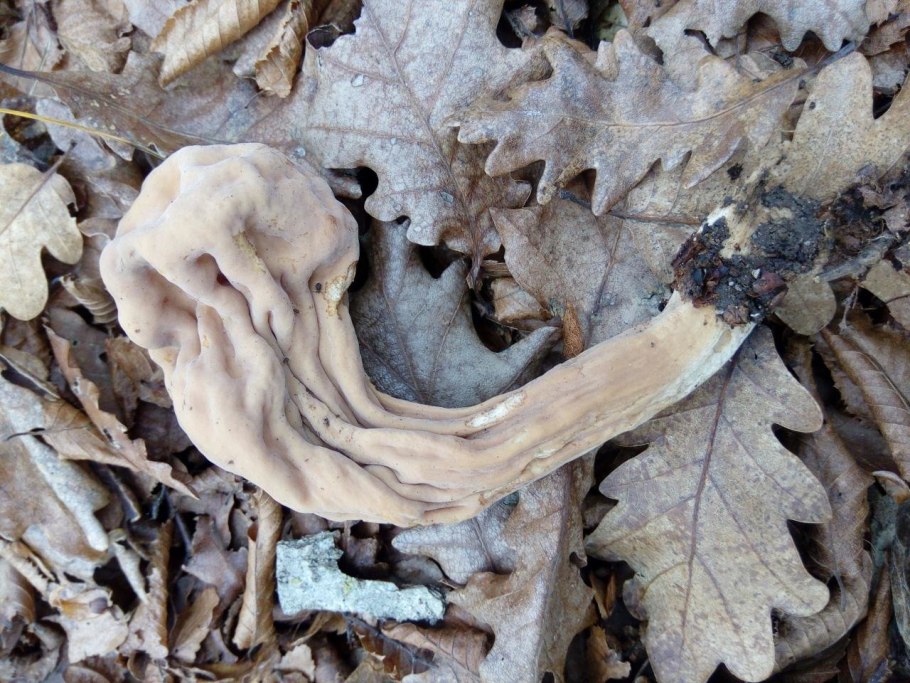 Клавариадельфус язычковый