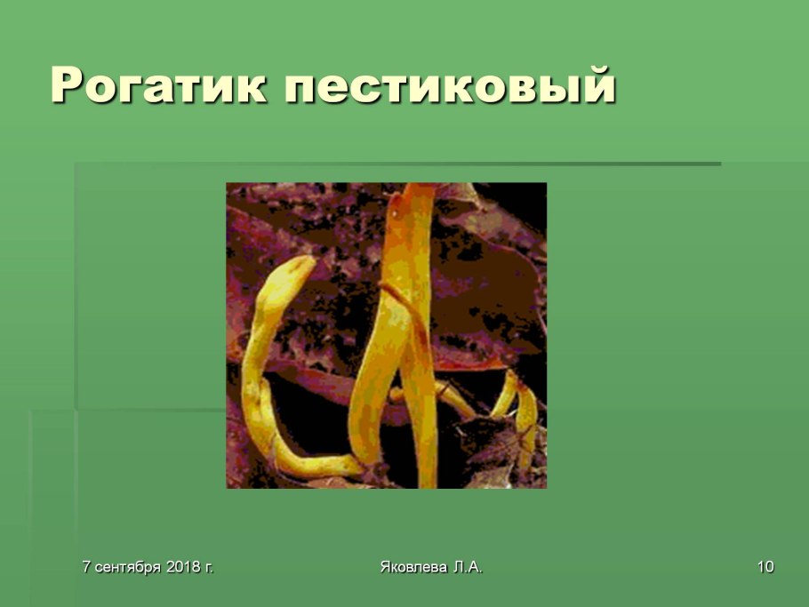 Clavulinopsis fusiformis