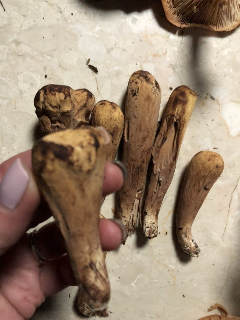 Рогатик язычковый Clavariadelphus ligula