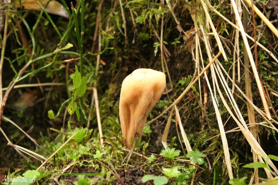 Рогатик усеченный