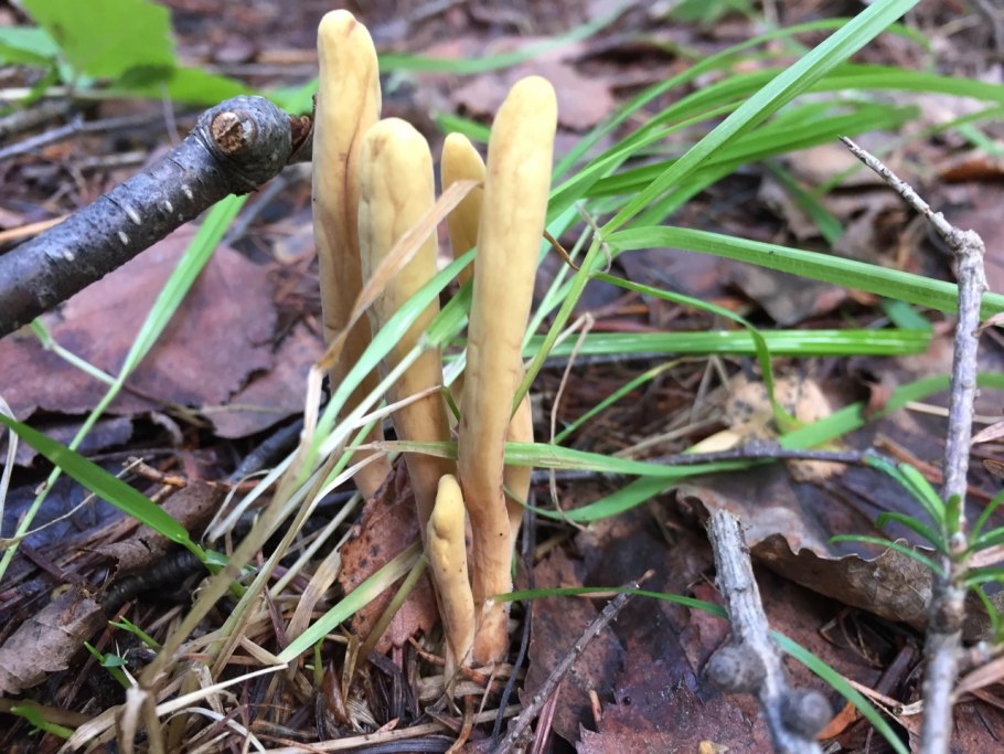 Рогатик геркулеса