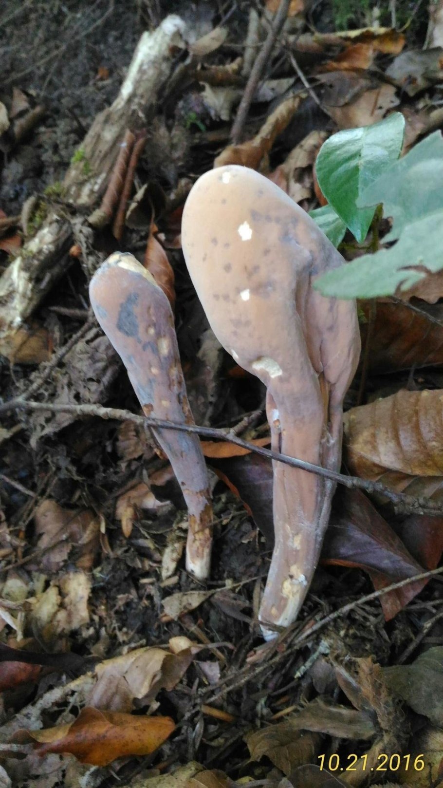 Клавариадельфус пестиковый