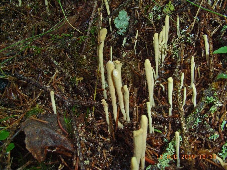 Клавариадельфус пестиковый