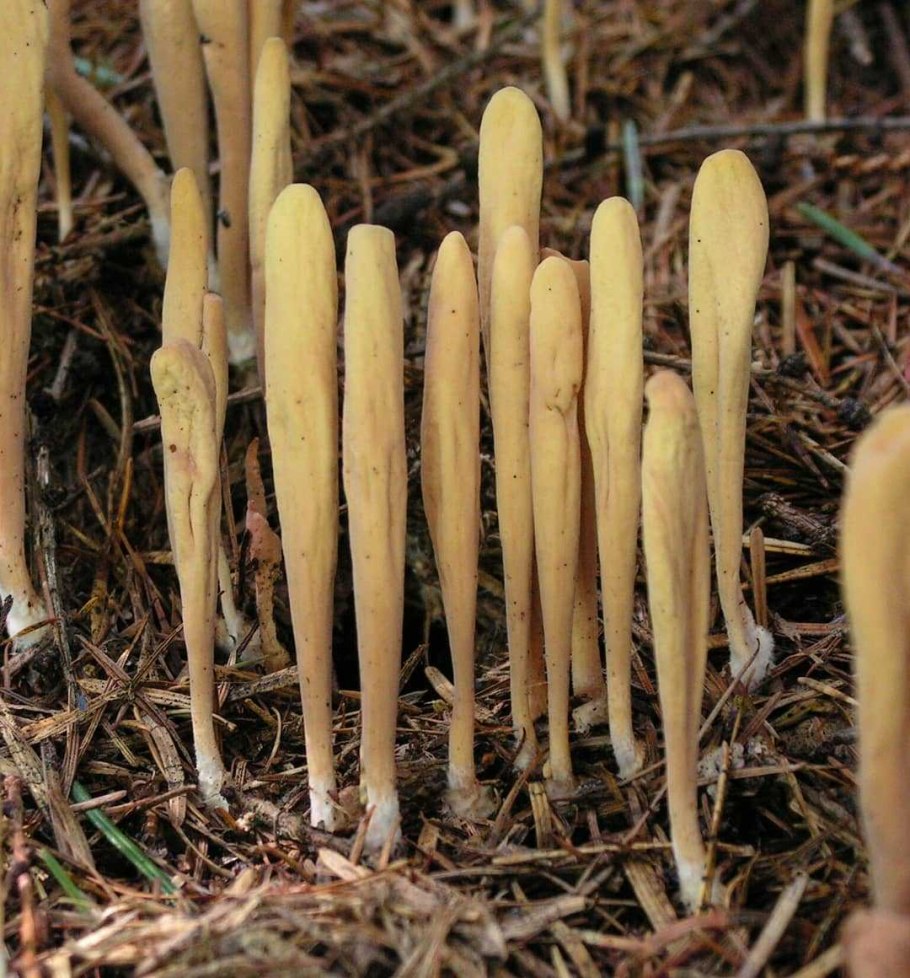 Рогатик) клавариадельфус пестиковый