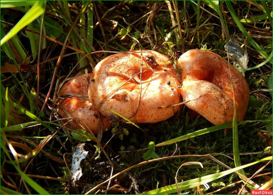 Рыжики боровые грибы