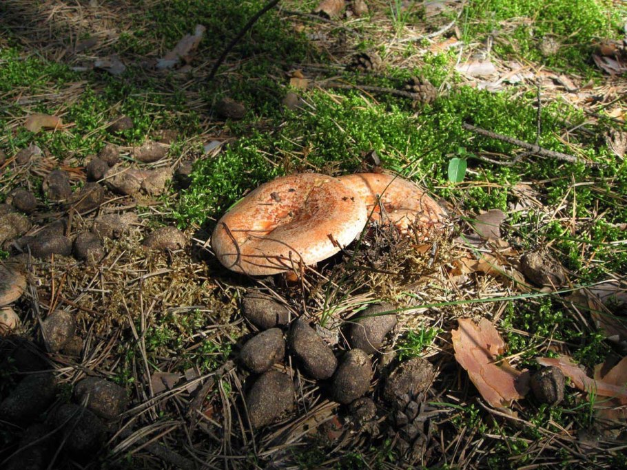 Грибы в лесу рыжики