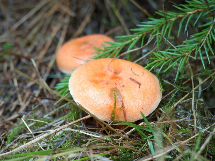 Рыжик Сосновый