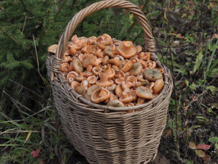 Опята Волгоградской области