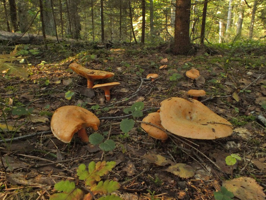 Грибы в еловом лесу