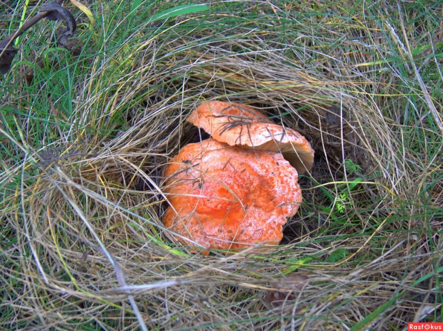 Грибы в лесу рыжики