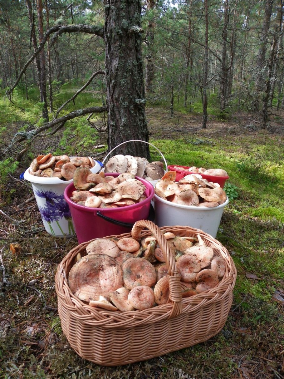 Рыжики в ведре в лесу