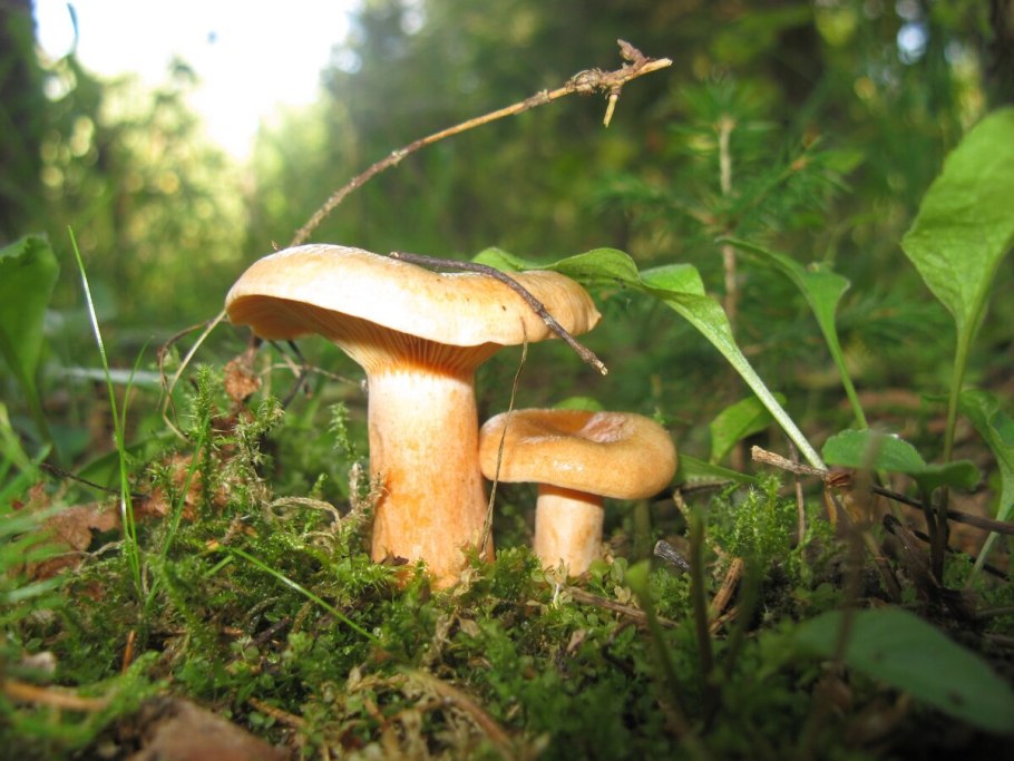 Гриб Рыжик еловый