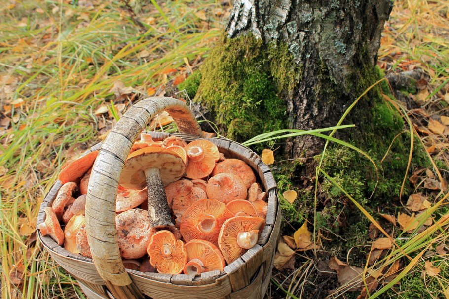 Николай рубцов у сгнившей Лесной избушки