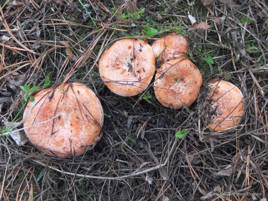 Рыжики грибы в Ульяновской области
