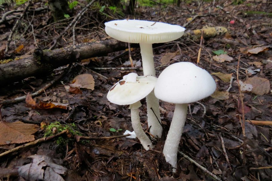 Мухомор вонючий - Amanita virosa