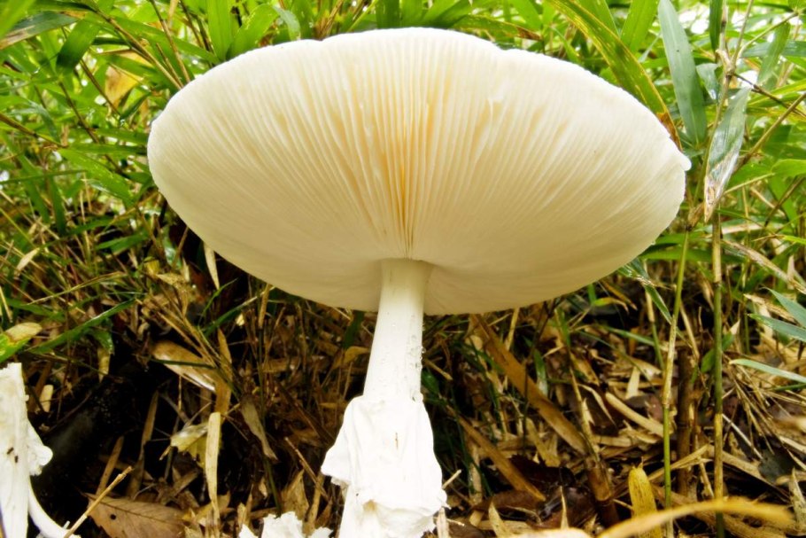 Coprinus comatus