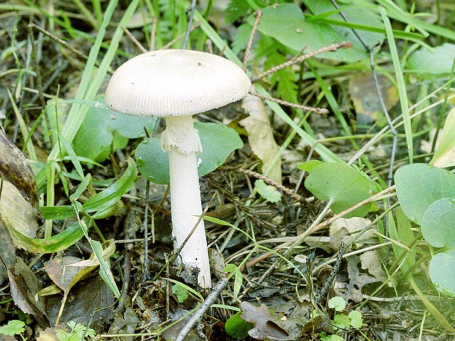Мухомор весенний (Amanita Verna)