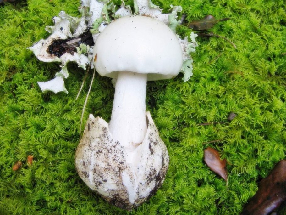 Бледная поганка Amanita phalloides
