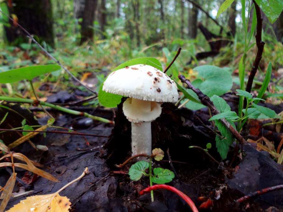 Мухомор весенний (Amanita Verna)