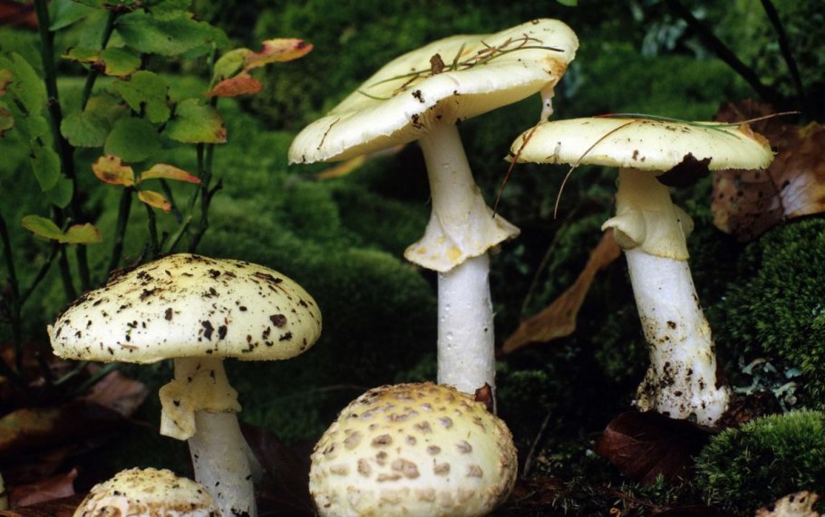 Amanita virosa гриб