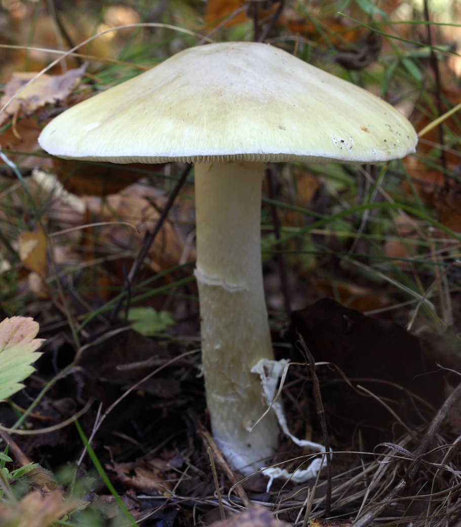 Amanita virosa гриб