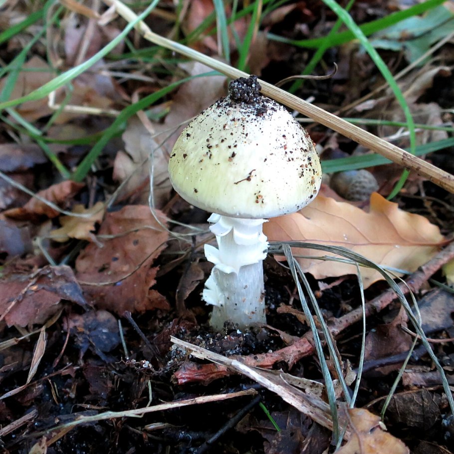 Поганка бледная