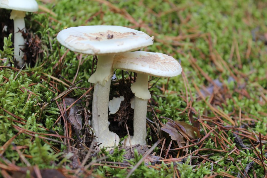 Бледная поганка белая