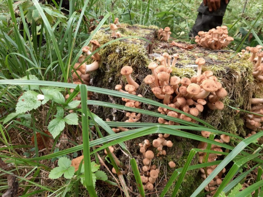 Брянские опята