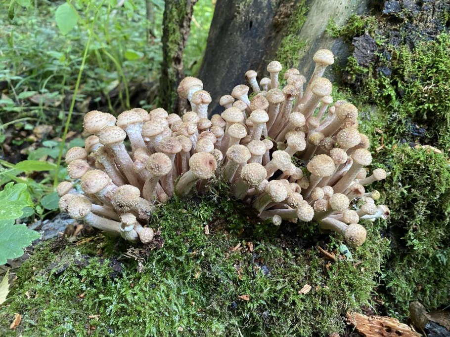 Грибы на приусадебном участке