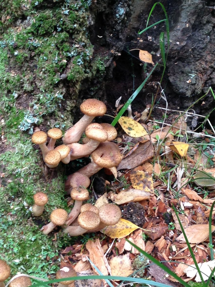 Опенок Тополевый