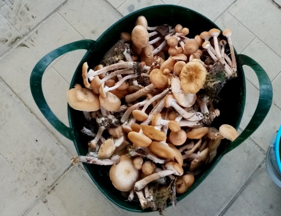 Опята в лесу