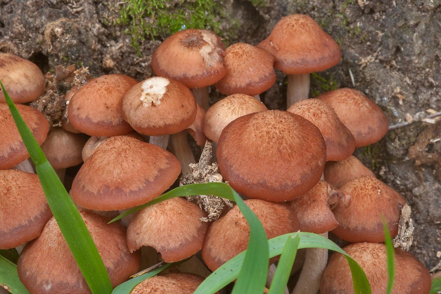 Камышовые опята