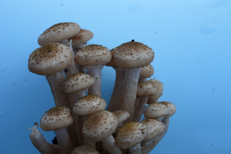 Опята в Башкирии фото