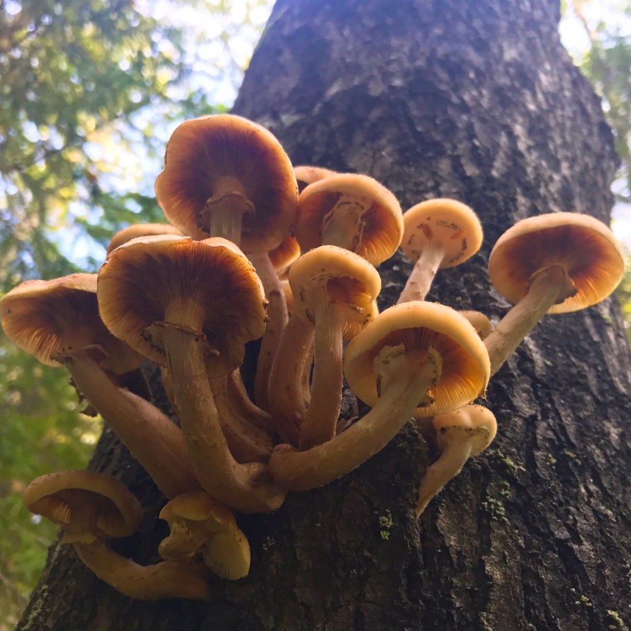 Плантация опят