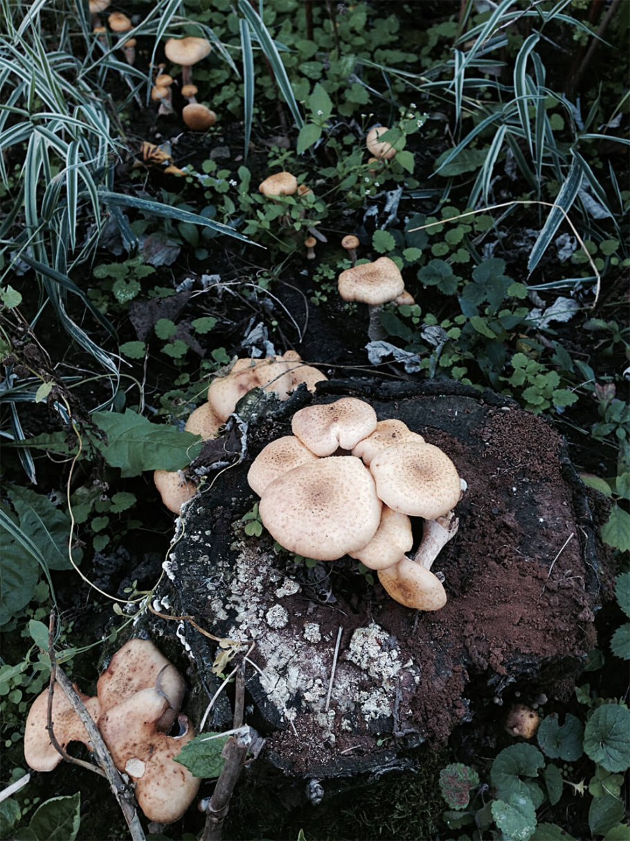 Мелкие грибы на участке
