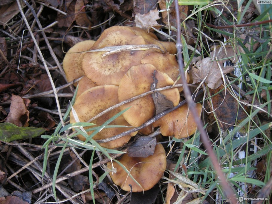 Опята в мешках