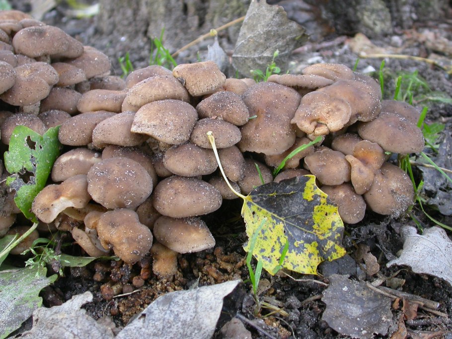 Грибница опенка темного Armillaria ostoyae