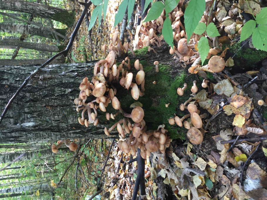 Лесные летние опята