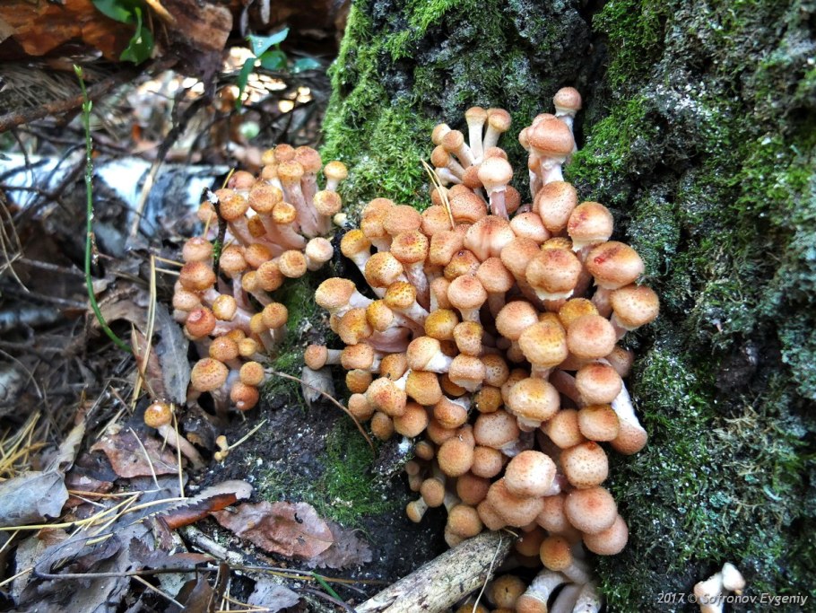 Armillaria ostoyae