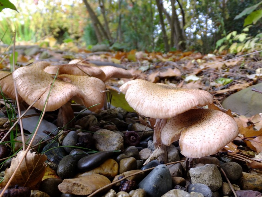 Приморский осенний опенок опёнок
