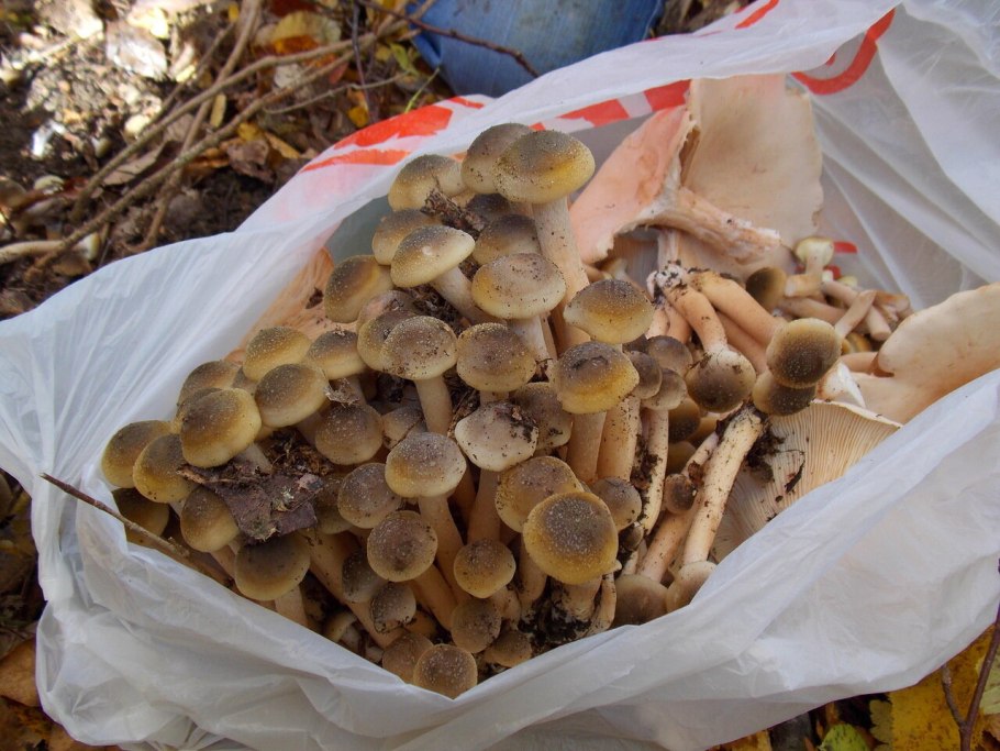 Опята растут