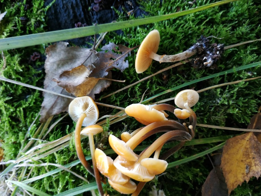 Галерина окаймленная