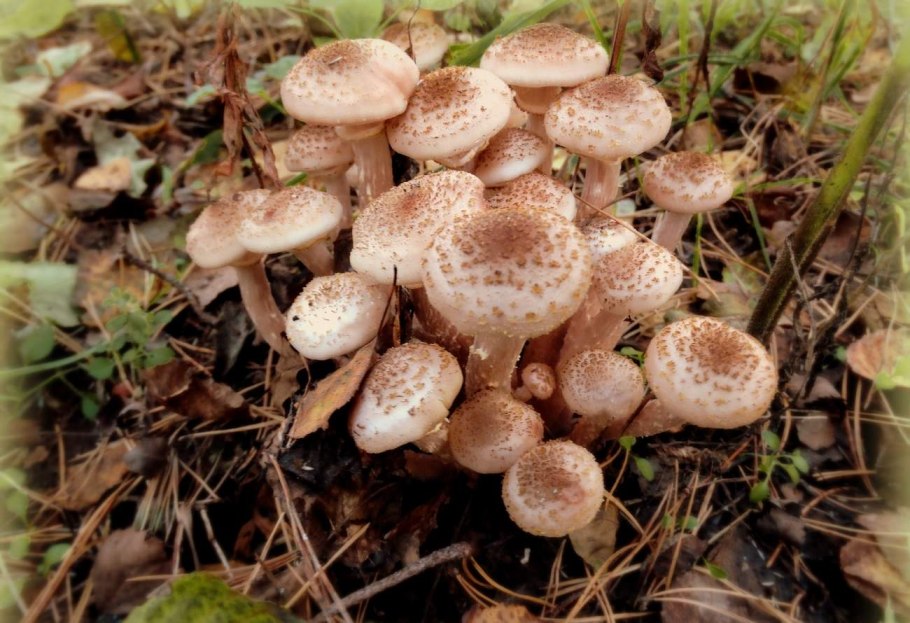 Ложные опята СПБ