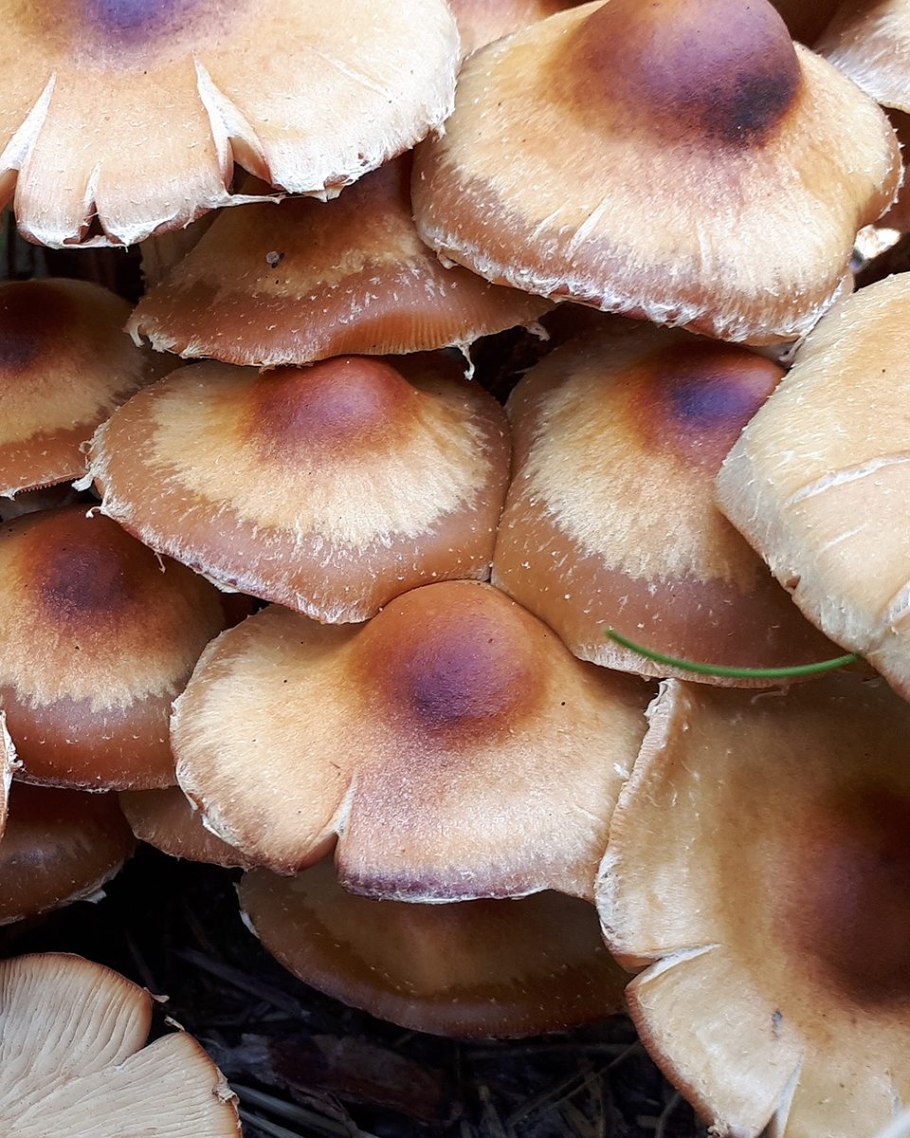 Летний опенок kuehneromyces mutabilis