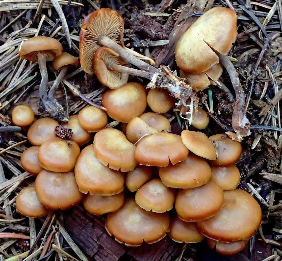 Успенские опята