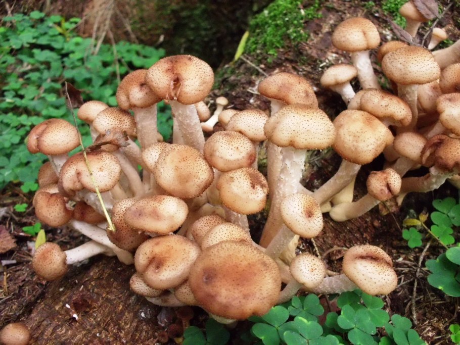 Опенок с фиолетовыми пластинками