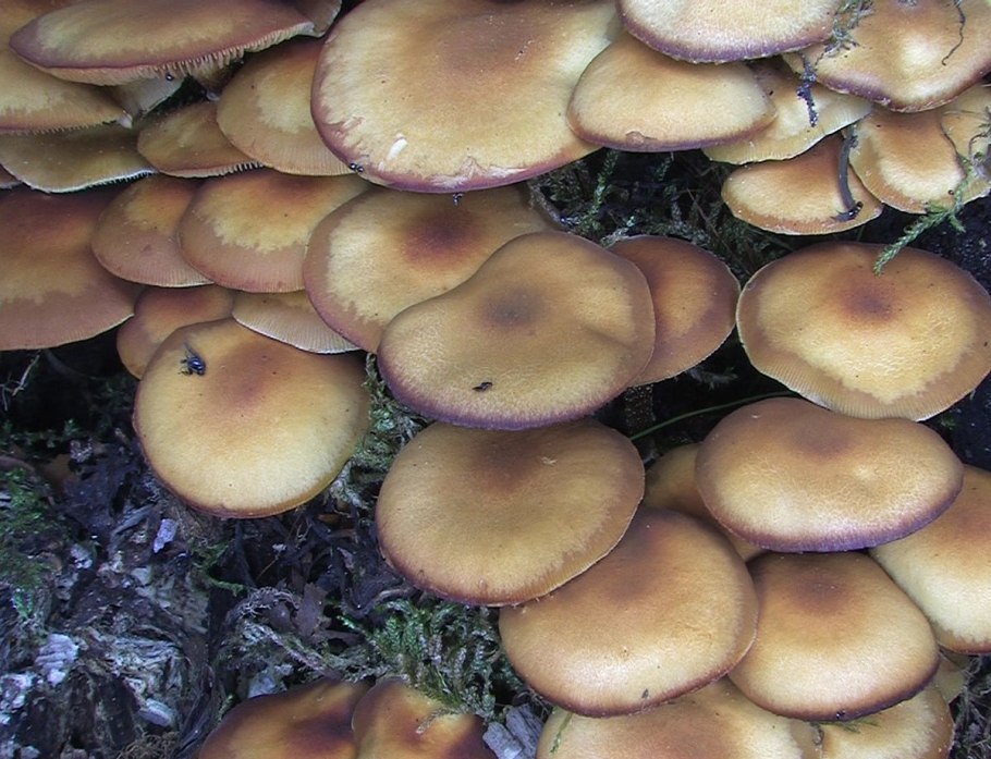 Приморский осенний опенок опёнок