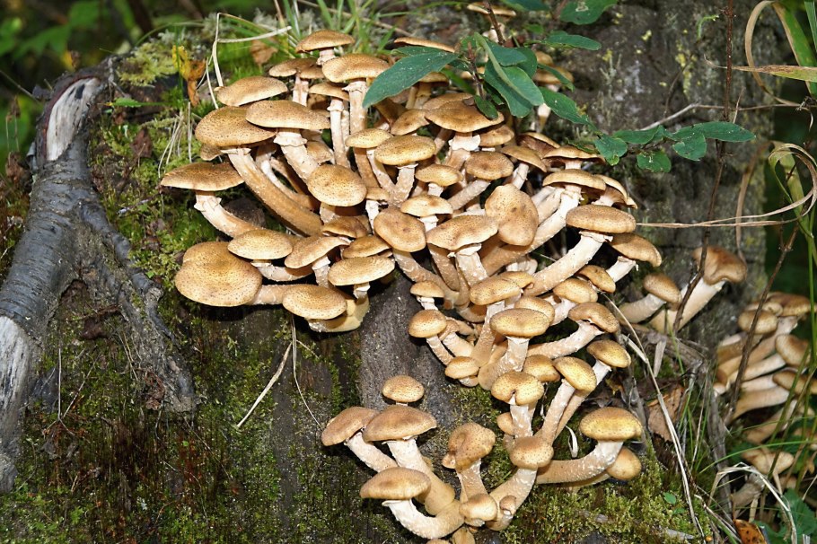 Опята Покровские