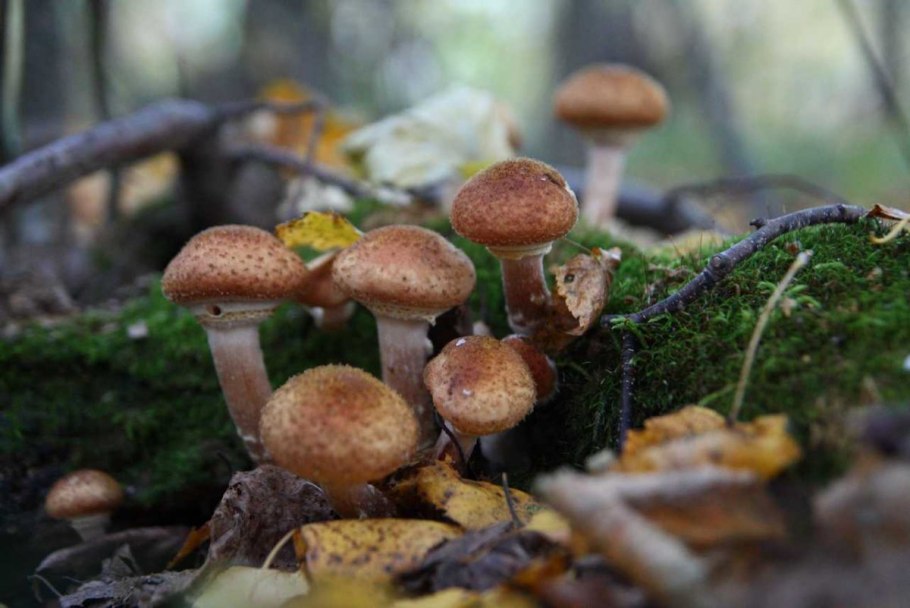 Гриб опёнок осенний